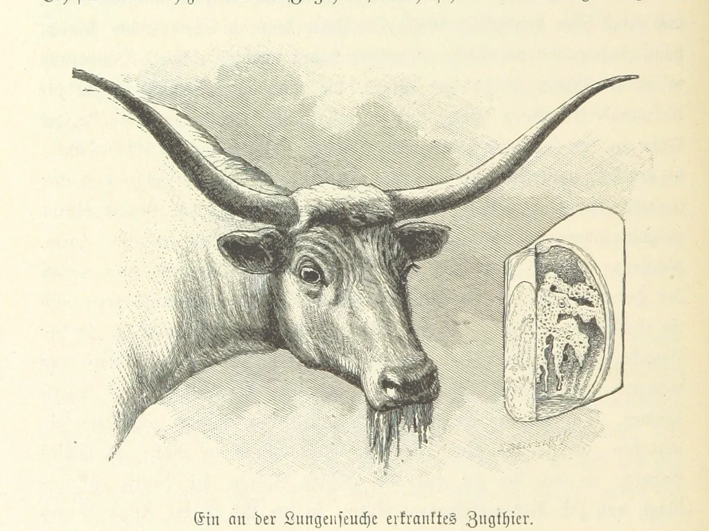 An illustration from Von der Capstadt ins Land der Maschukulumbe. Reisen im südlichen Afrika in den Jahren 1883-1887 ... Mit 205 Original-Holzschnitten, etc, 1890, leaf 80