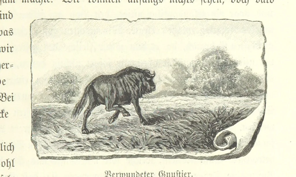 An illustration from Von der Capstadt ins Land der Maschukulumbe. Reisen im südlichen Afrika in den Jahren 1883-1887 ... Mit 205 Original-Holzschnitten, etc, 1890, leaf 815