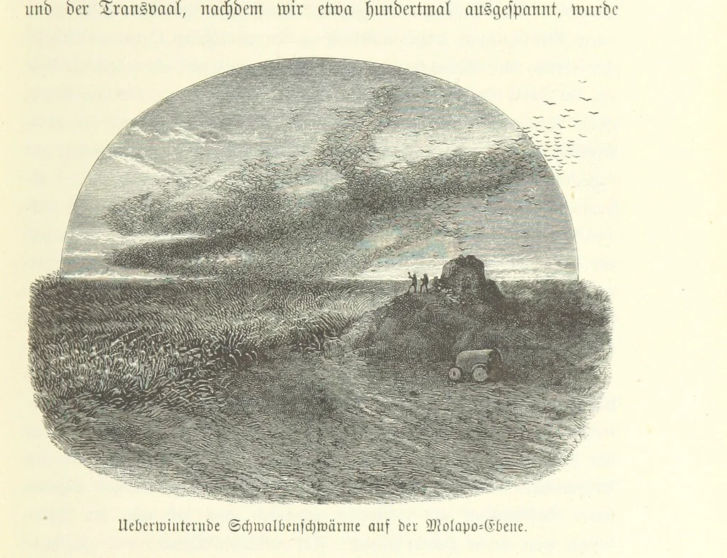 An illustration from Von der Capstadt ins Land der Maschukulumbe. Reisen im südlichen Afrika in den Jahren 1883-1887 ... Mit 205 Original-Holzschnitten, etc, 1890, leaf 89
