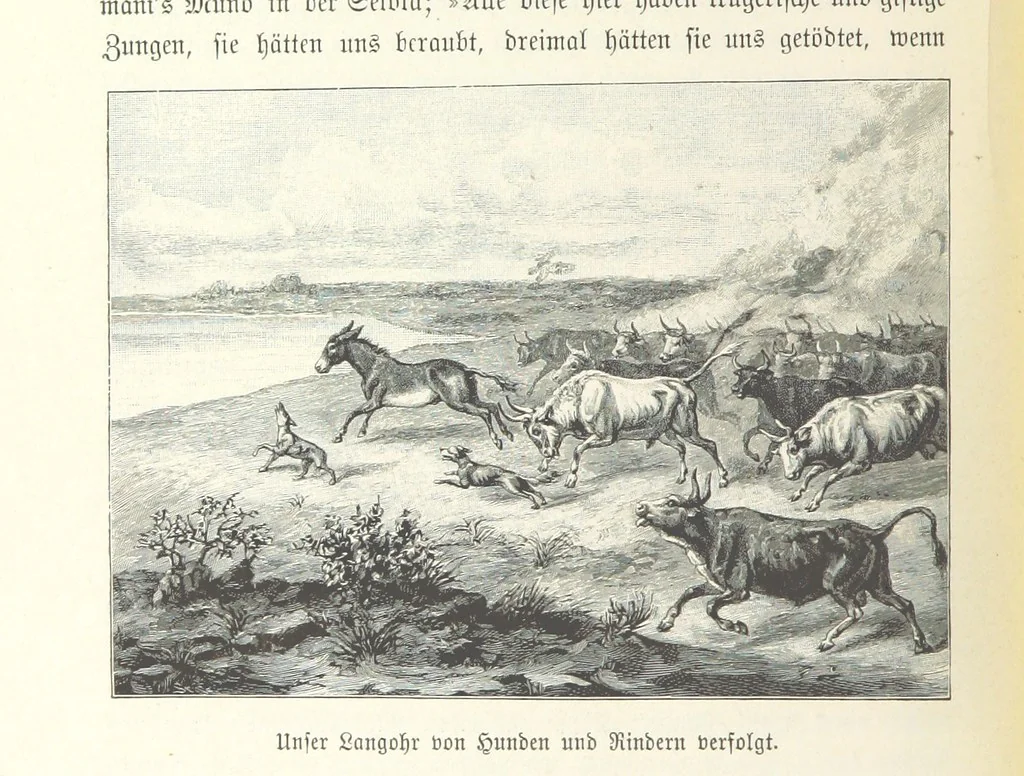 An illustration from Von der Capstadt ins Land der Maschukulumbe. Reisen im südlichen Afrika in den Jahren 1883-1887 ... Mit 205 Original-Holzschnitten, etc, 1890, leaf 894