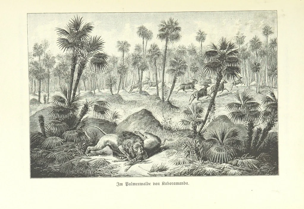 An illustration from Von der Capstadt ins Land der Maschukulumbe. Reisen im südlichen Afrika in den Jahren 1883-1887 ... Mit 205 Original-Holzschnitten, etc, 1890, leaf 991