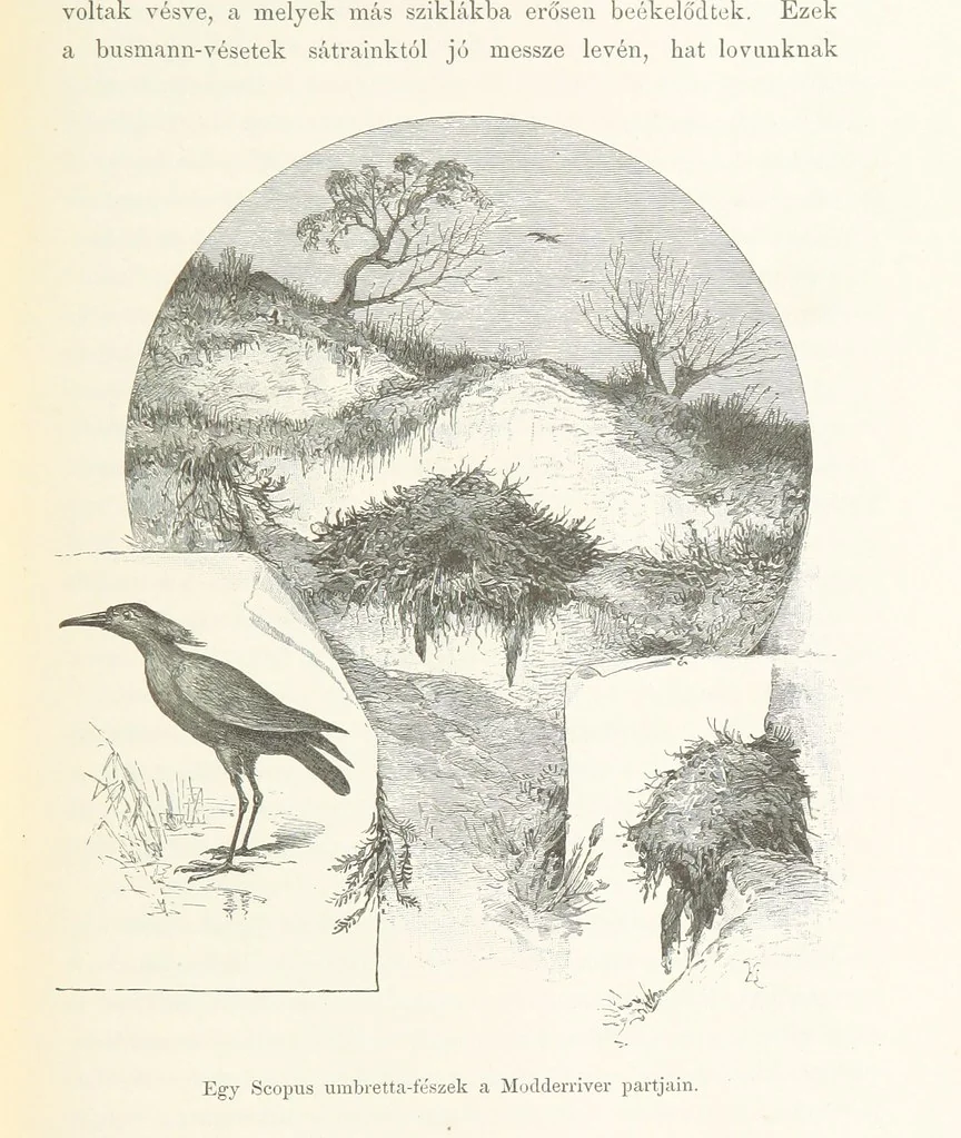 An illustration from A Fokvárostól a Masukulumbék országába, 1883-1887 ... Jogosított kiadás, ... 160 ... fametszettel és 2 térképpel, 1890, leaf 101