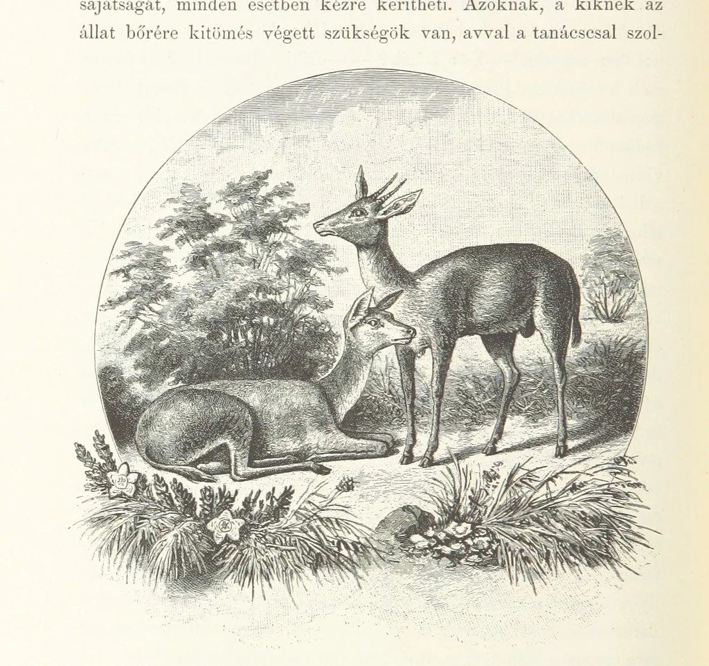 An illustration from A Fokvárostól a Masukulumbék országába, 1883-1887 ... Jogosított kiadás, ... 160 ... fametszettel és 2 térképpel, 1890, leaf 180