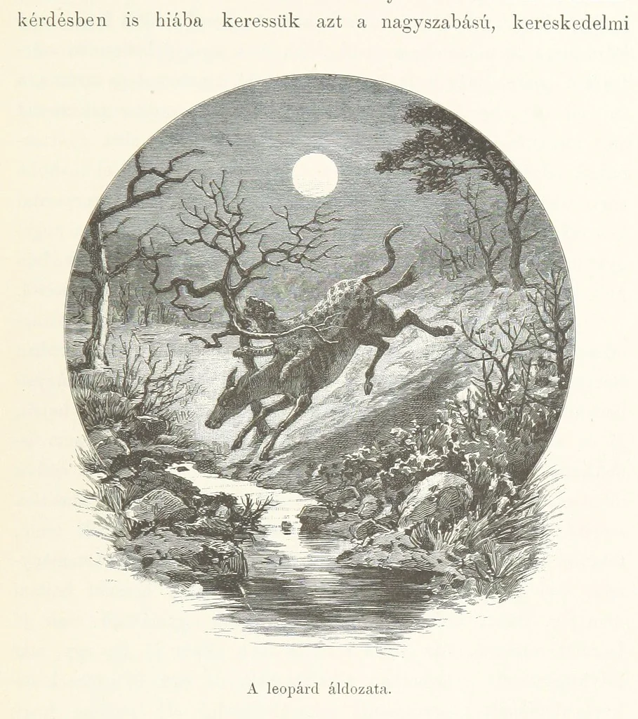 An illustration from A Fokvárostól a Masukulumbék országába, 1883-1887 ... Jogosított kiadás, ... 160 ... fametszettel és 2 térképpel, 1890, leaf 197