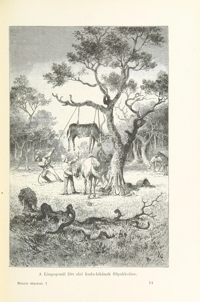 An illustration from A Fokvárostól a Masukulumbék országába, 1883-1887 ... Jogosított kiadás, ... 160 ... fametszettel és 2 térképpel, 1890, leaf 229