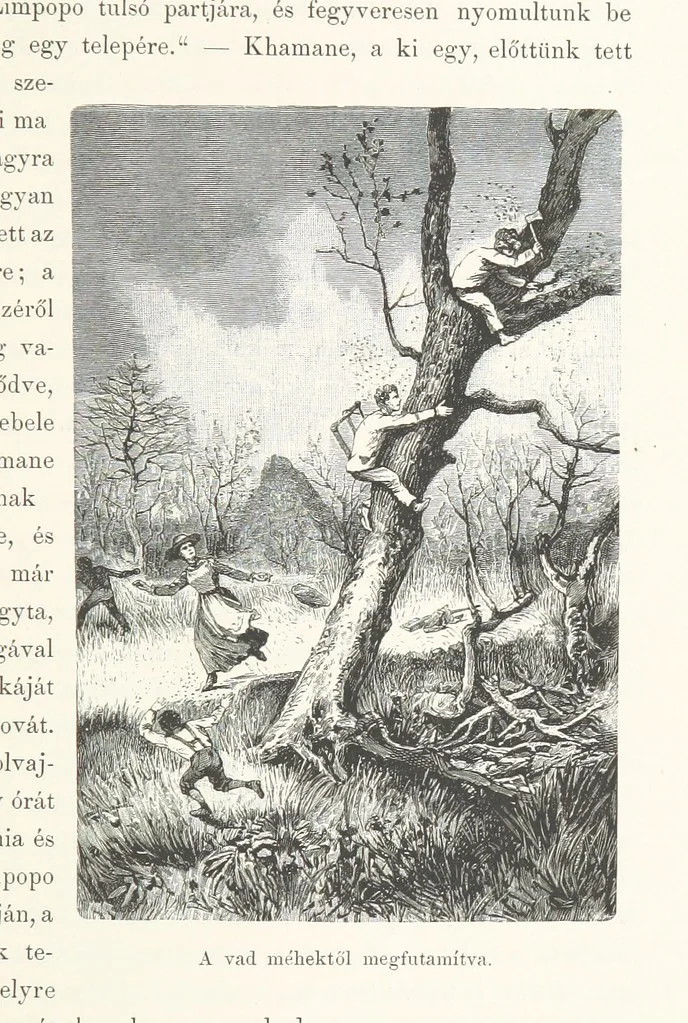 An illustration from A Fokvárostól a Masukulumbék országába, 1883-1887 ... Jogosított kiadás, ... 160 ... fametszettel és 2 térképpel, 1890, leaf 235
