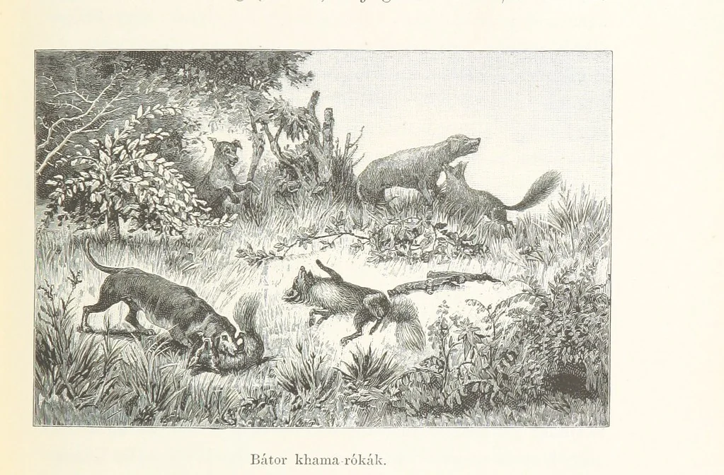 An illustration from A Fokvárostól a Masukulumbék országába, 1883-1887 ... Jogosított kiadás, ... 160 ... fametszettel és 2 térképpel, 1890, leaf 245