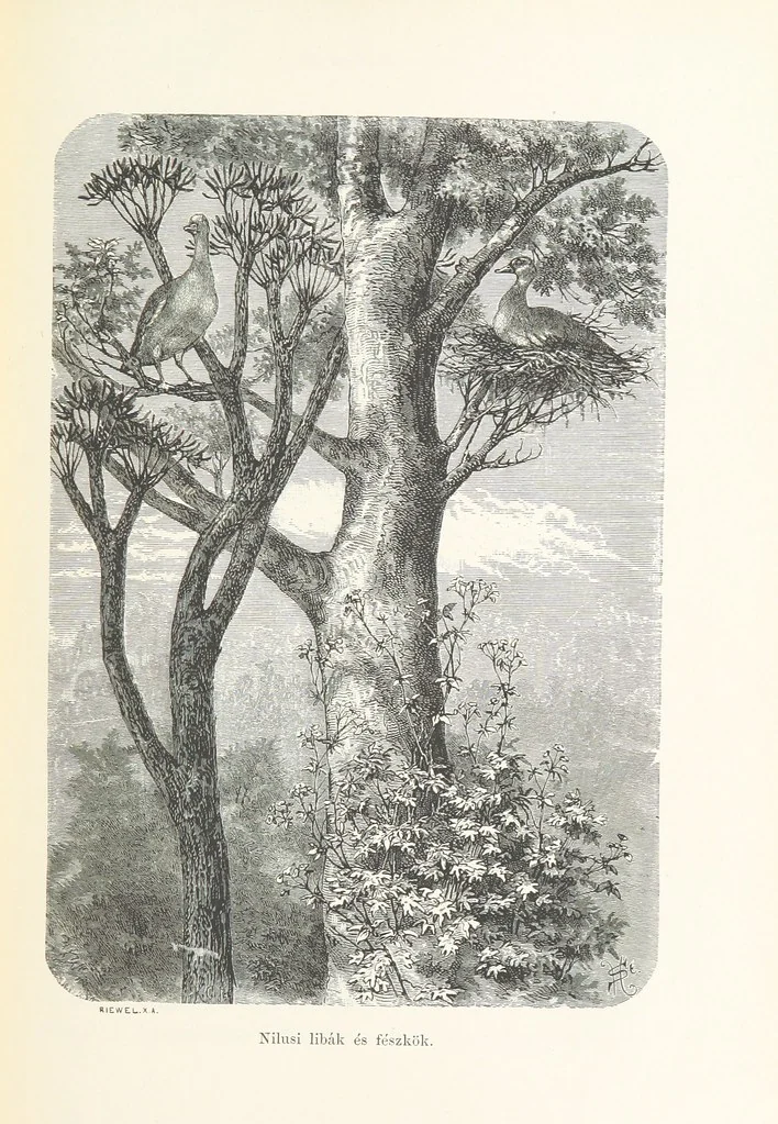 An illustration from A Fokvárostól a Masukulumbék országába, 1883-1887 ... Jogosított kiadás, ... 160 ... fametszettel és 2 térképpel, 1890, leaf 269