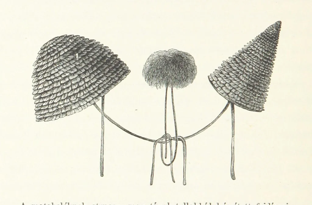 An illustration from A Fokvárostól a Masukulumbék országába, 1883-1887 ... Jogosított kiadás, ... 160 ... fametszettel és 2 térképpel, 1890, leaf 312
