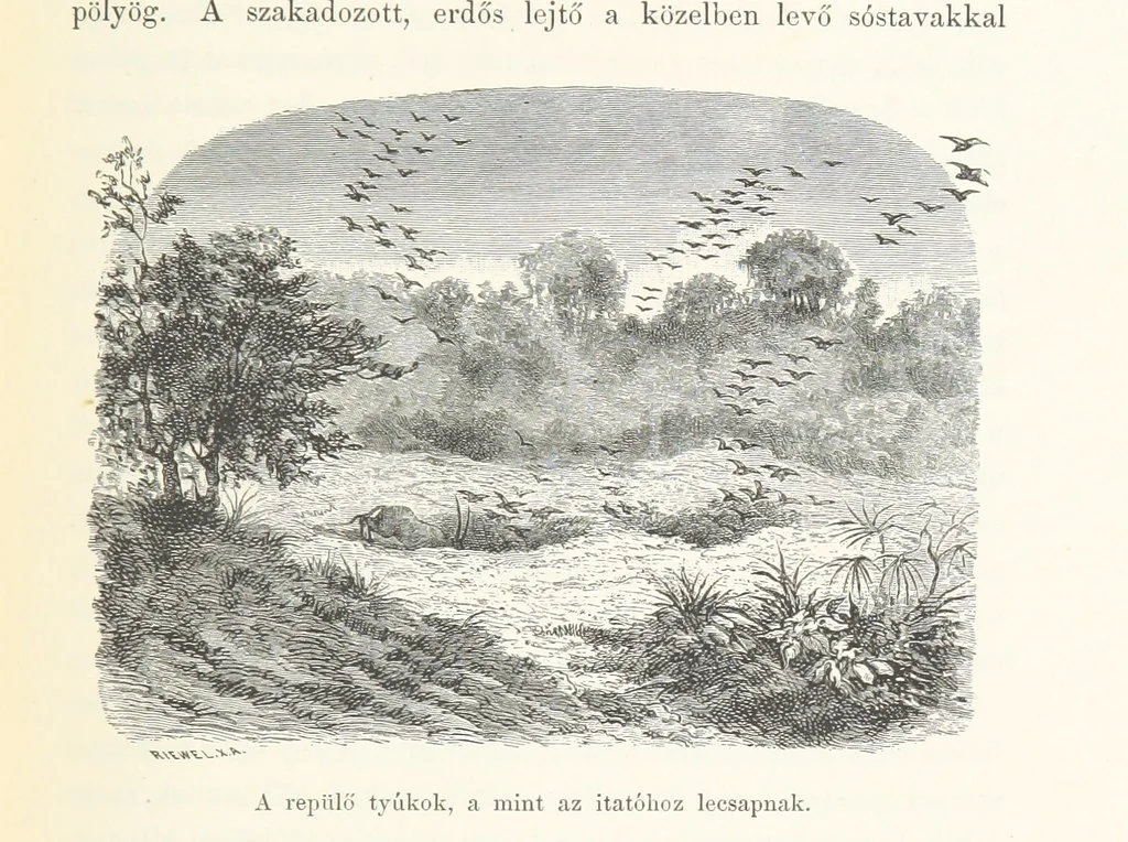 An illustration from A Fokvárostól a Masukulumbék országába, 1883-1887 ... Jogosított kiadás, ... 160 ... fametszettel és 2 térképpel, 1890, leaf 317
