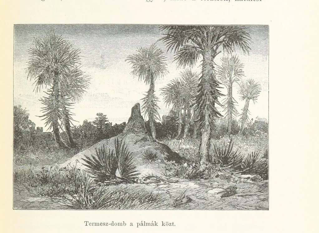 An illustration from A Fokvárostól a Masukulumbék országába, 1883-1887 ... Jogosított kiadás, ... 160 ... fametszettel és 2 térképpel, 1890, leaf 329