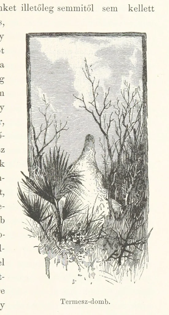 An illustration from A Fokvárostól a Masukulumbék országába, 1883-1887 ... Jogosított kiadás, ... 160 ... fametszettel és 2 térképpel, 1890, leaf 337