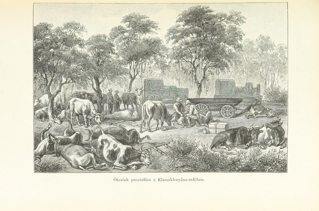 An illustration from A Fokvárostól a Masukulumbék országába, 1883-1887 ... Jogosított kiadás, ... 160 ... fametszettel és 2 térképpel, 1890, leaf 353