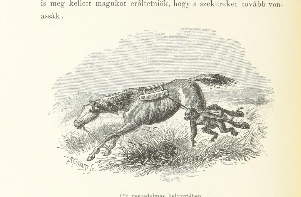 An illustration from A Fokvárostól a Masukulumbék országába, 1883-1887 ... Jogosított kiadás, ... 160 ... fametszettel és 2 térképpel, 1890, leaf 368