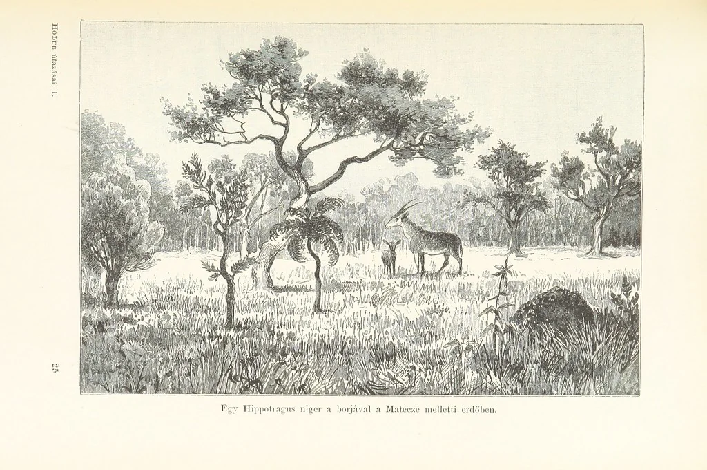 An illustration from A Fokvárostól a Masukulumbék országába, 1883-1887 ... Jogosított kiadás, ... 160 ... fametszettel és 2 térképpel, 1890, leaf 405