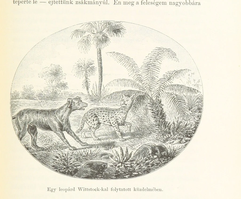 An illustration from A Fokvárostól a Masukulumbék országába, 1883-1887 ... Jogosított kiadás, ... 160 ... fametszettel és 2 térképpel, 1890, leaf 415
