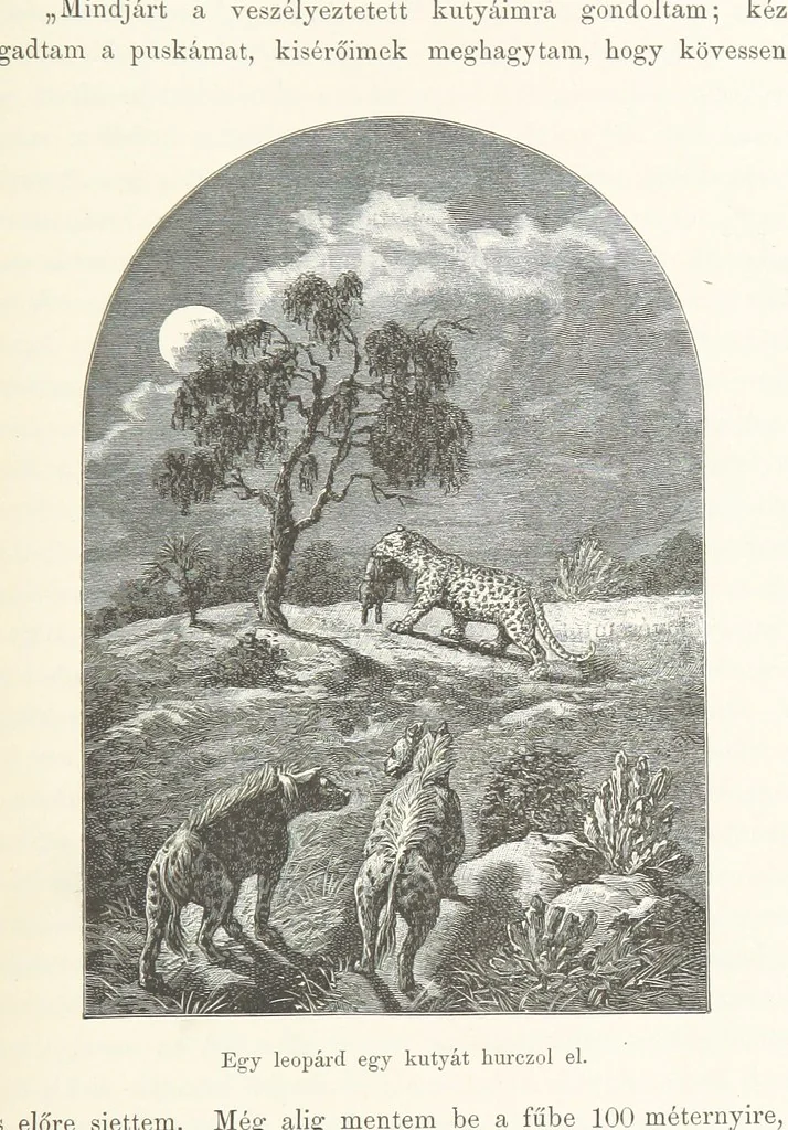 An illustration from A Fokvárostól a Masukulumbék országába, 1883-1887 ... Jogosított kiadás, ... 160 ... fametszettel és 2 térképpel, 1890, leaf 453