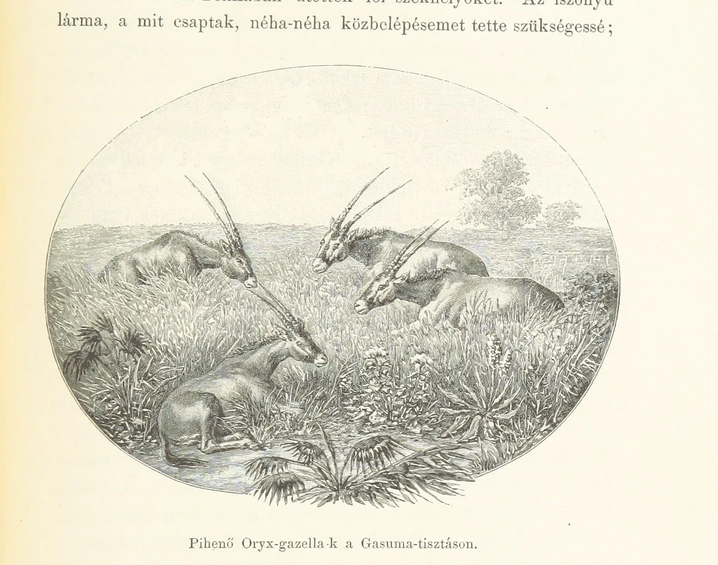 An illustration from A Fokvárostól a Masukulumbék országába, 1883-1887 ... Jogosított kiadás, ... 160 ... fametszettel és 2 térképpel, 1890, leaf 501