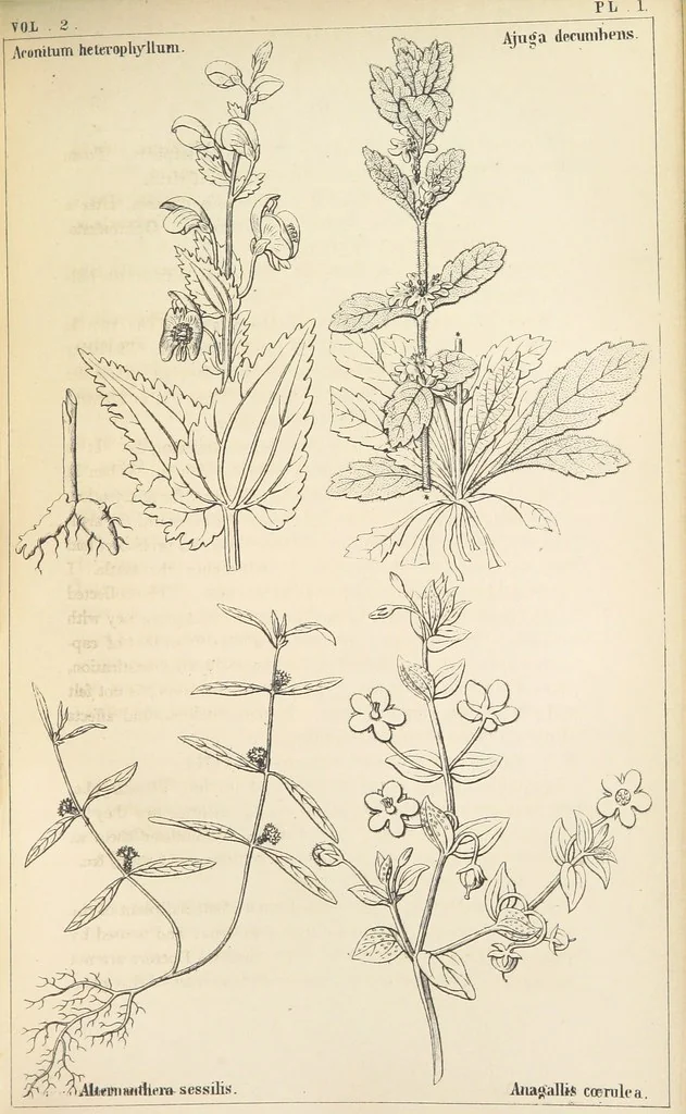 An illustration from Thirty-five years in the East. Adventures, discoveries, experiments, and historical sketches, relating to the Punjab and Cashmere, 1852, leaf 523