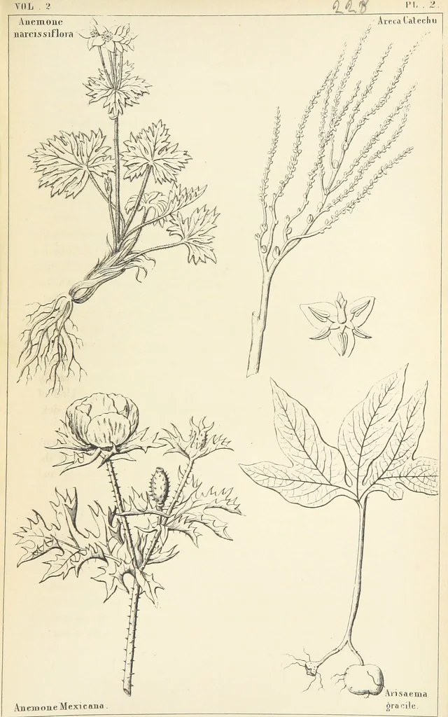 An illustration from Thirty-five years in the East. Adventures, discoveries, experiments, and historical sketches, relating to the Punjab and Cashmere, 1852, leaf 531