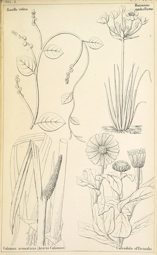 An illustration from Thirty-five years in the East. Adventures, discoveries, experiments, and historical sketches, relating to the Punjab and Cashmere, 1852, leaf 545
