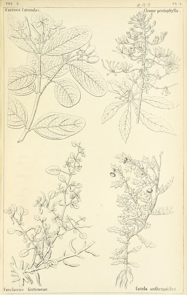 An illustration from Thirty-five years in the East. Adventures, discoveries, experiments, and historical sketches, relating to the Punjab and Cashmere, 1852, leaf 557