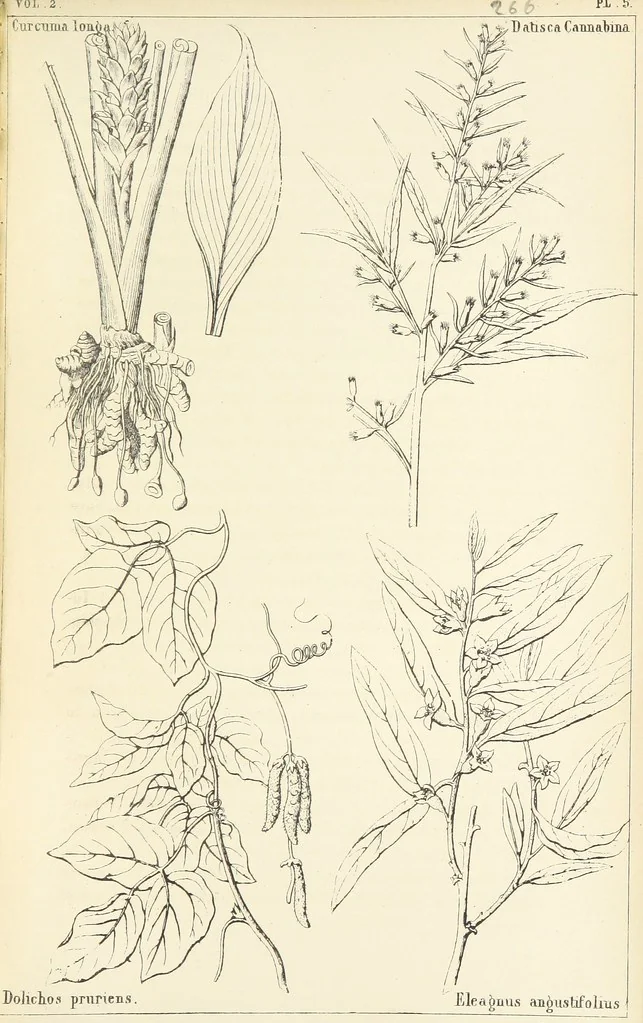 An illustration from Thirty-five years in the East. Adventures, discoveries, experiments, and historical sketches, relating to the Punjab and Cashmere, 1852, leaf 575