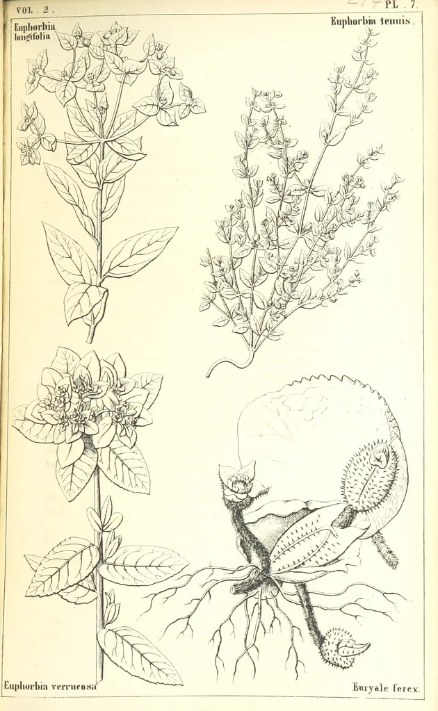 An illustration from Thirty-five years in the East. Adventures, discoveries, experiments, and historical sketches, relating to the Punjab and Cashmere, 1852, leaf 587