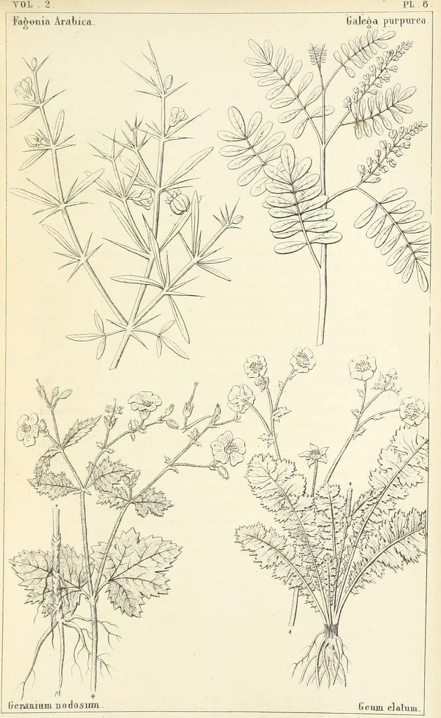 An illustration from Thirty-five years in the East. Adventures, discoveries, experiments, and historical sketches, relating to the Punjab and Cashmere, 1852, leaf 591