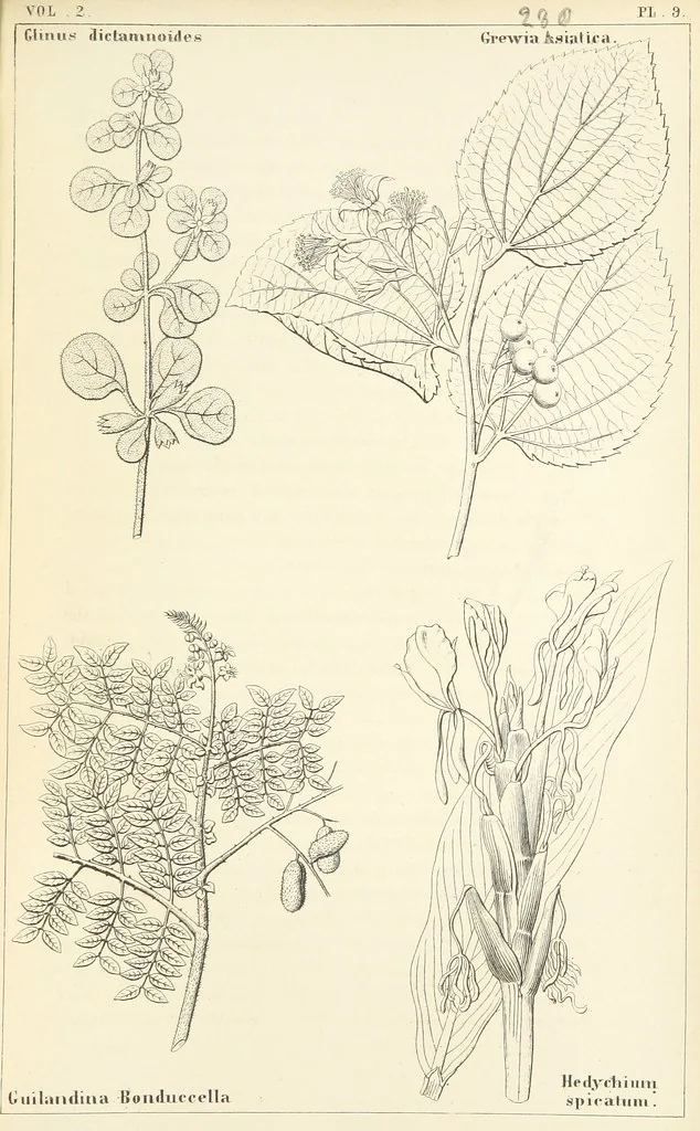 An illustration from Thirty-five years in the East. Adventures, discoveries, experiments, and historical sketches, relating to the Punjab and Cashmere, 1852, leaf 597