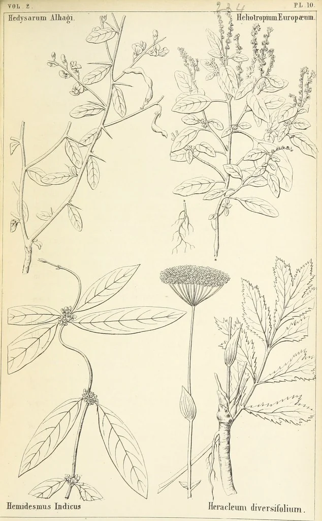 An illustration from Thirty-five years in the East. Adventures, discoveries, experiments, and historical sketches, relating to the Punjab and Cashmere, 1852, leaf 603