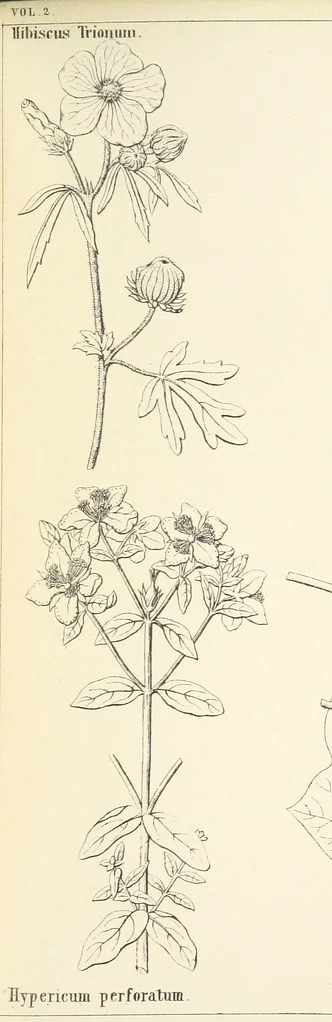 An illustration from Thirty-five years in the East. Adventures, discoveries, experiments, and historical sketches, relating to the Punjab and Cashmere, 1852, leaf 605