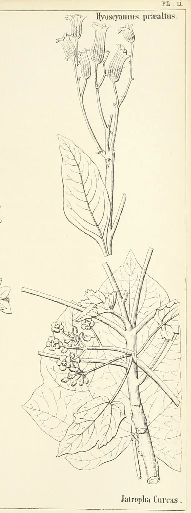 An illustration from Thirty-five years in the East. Adventures, discoveries, experiments, and historical sketches, relating to the Punjab and Cashmere, 1852, leaf 605