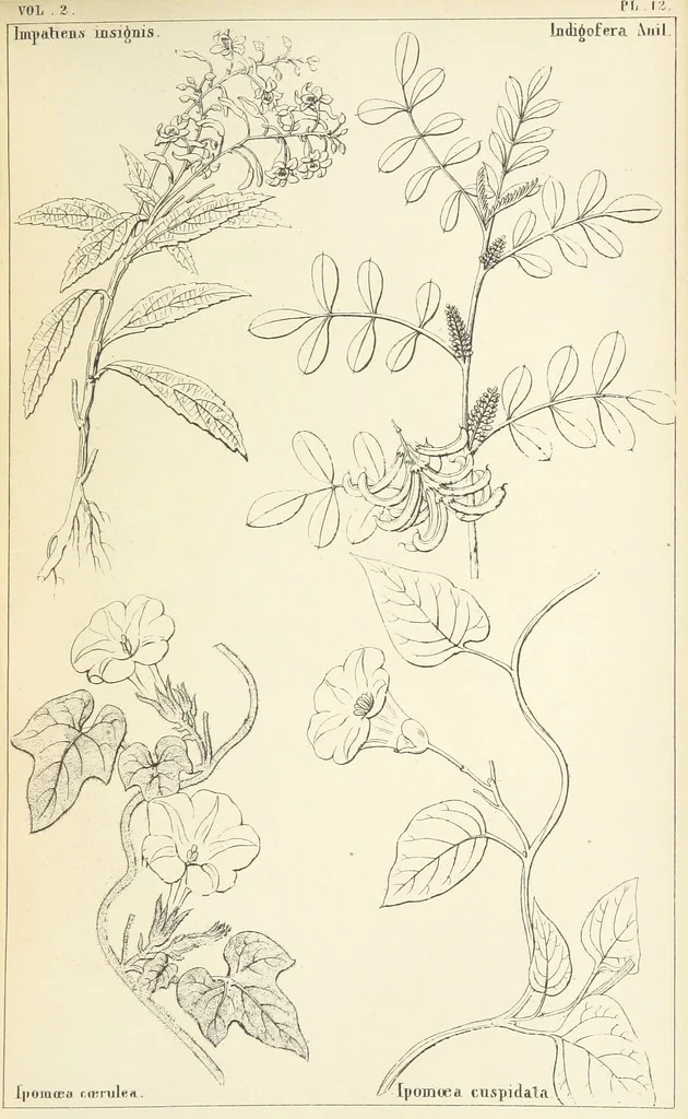 An illustration from Thirty-five years in the East. Adventures, discoveries, experiments, and historical sketches, relating to the Punjab and Cashmere, 1852, leaf 611