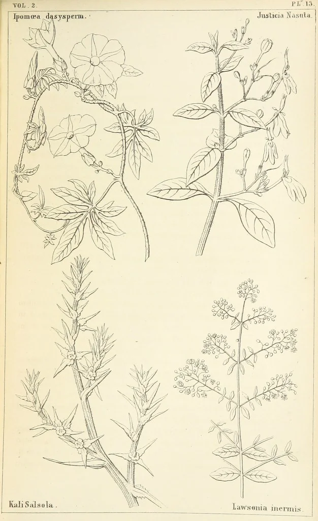 An illustration from Thirty-five years in the East. Adventures, discoveries, experiments, and historical sketches, relating to the Punjab and Cashmere, 1852, leaf 615