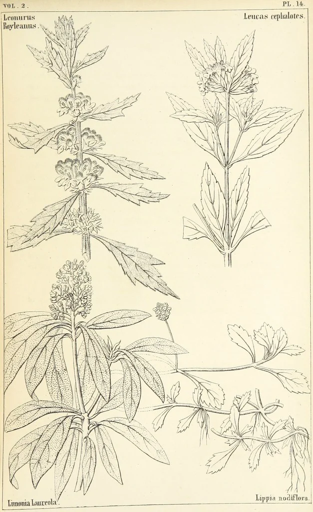 An illustration from Thirty-five years in the East. Adventures, discoveries, experiments, and historical sketches, relating to the Punjab and Cashmere, 1852, leaf 625