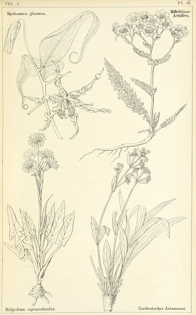 An illustration from Thirty-five years in the East. Adventures, discoveries, experiments, and historical sketches, relating to the Punjab and Cashmere, 1852, leaf 639