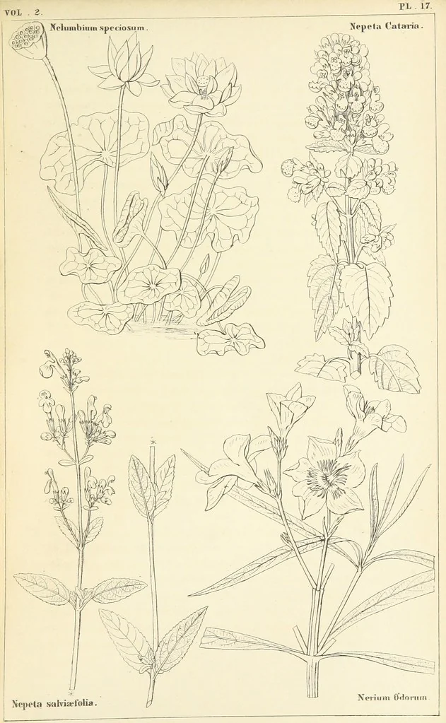 An illustration from Thirty-five years in the East. Adventures, discoveries, experiments, and historical sketches, relating to the Punjab and Cashmere, 1852, leaf 647