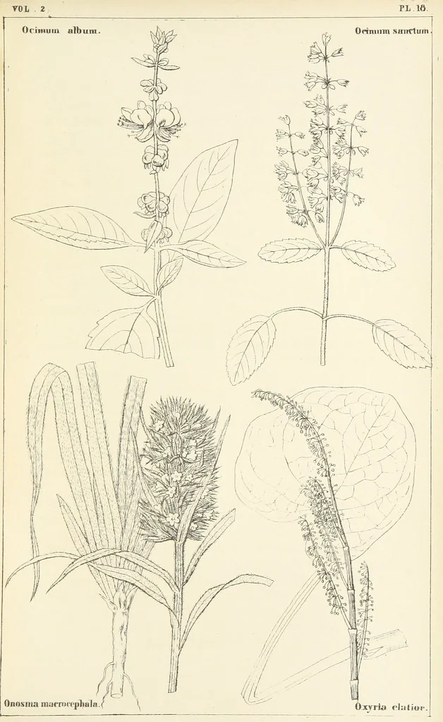 An illustration from Thirty-five years in the East. Adventures, discoveries, experiments, and historical sketches, relating to the Punjab and Cashmere, 1852, leaf 653