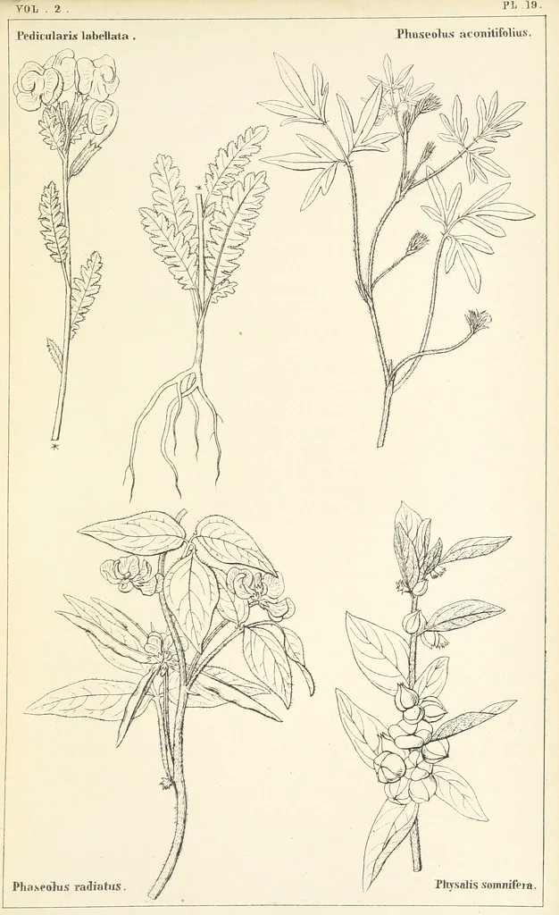 An illustration from Thirty-five years in the East. Adventures, discoveries, experiments, and historical sketches, relating to the Punjab and Cashmere, 1852, leaf 659
