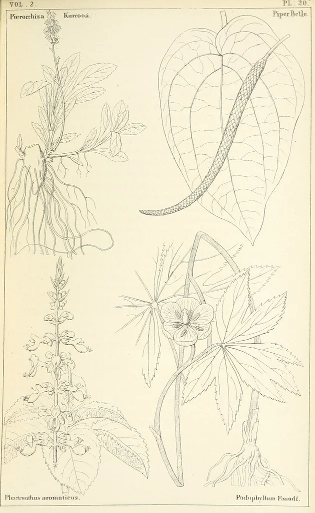 An illustration from Thirty-five years in the East. Adventures, discoveries, experiments, and historical sketches, relating to the Punjab and Cashmere, 1852, leaf 663