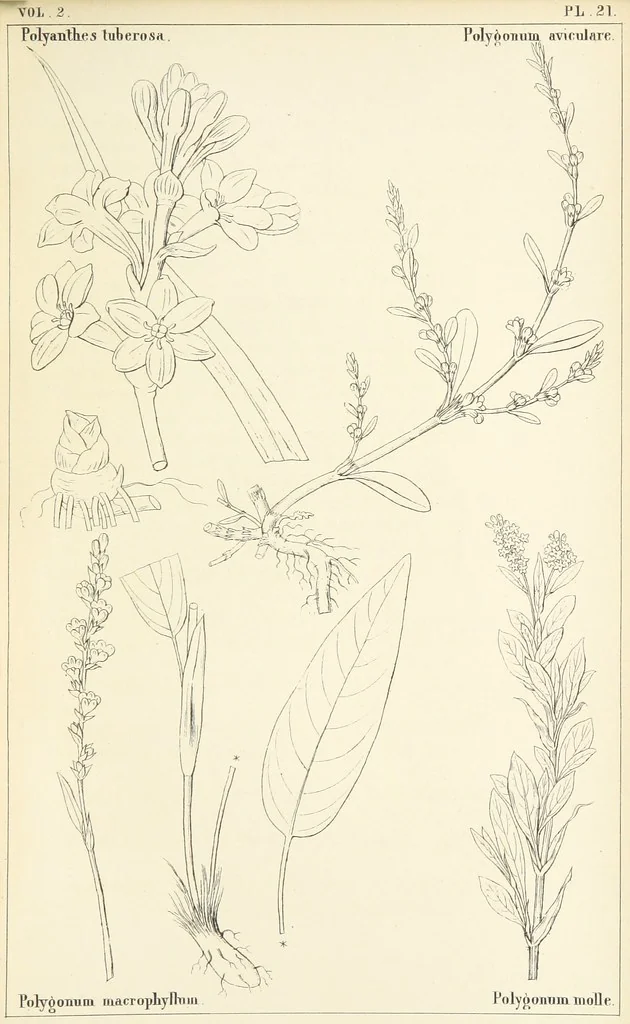 An illustration from Thirty-five years in the East. Adventures, discoveries, experiments, and historical sketches, relating to the Punjab and Cashmere, 1852, leaf 669