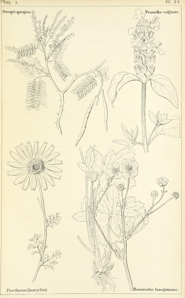 An illustration from Thirty-five years in the East. Adventures, discoveries, experiments, and historical sketches, relating to the Punjab and Cashmere, 1852, leaf 673