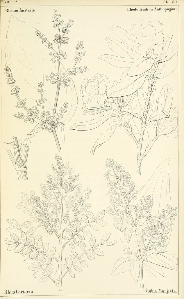 An illustration from Thirty-five years in the East. Adventures, discoveries, experiments, and historical sketches, relating to the Punjab and Cashmere, 1852, leaf 679