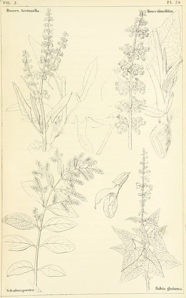 An illustration from Thirty-five years in the East. Adventures, discoveries, experiments, and historical sketches, relating to the Punjab and Cashmere, 1852, leaf 683
