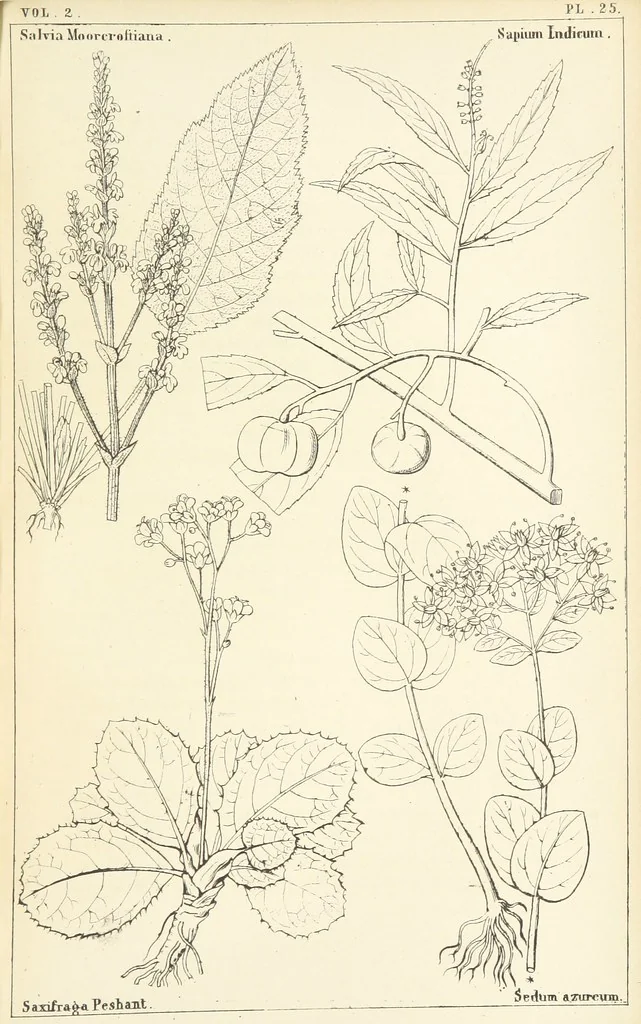 An illustration from Thirty-five years in the East. Adventures, discoveries, experiments, and historical sketches, relating to the Punjab and Cashmere, 1852, leaf 687