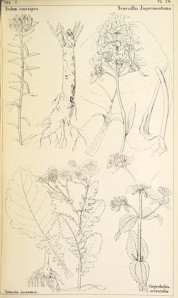 An illustration from Thirty-five years in the East. Adventures, discoveries, experiments, and historical sketches, relating to the Punjab and Cashmere, 1852, leaf 693