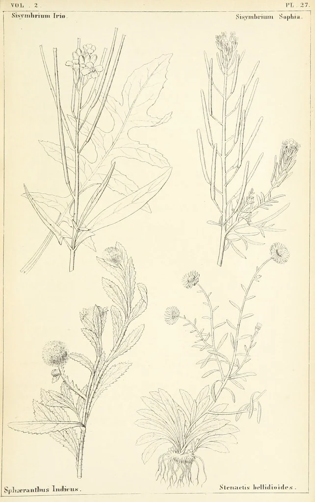 An illustration from Thirty-five years in the East. Adventures, discoveries, experiments, and historical sketches, relating to the Punjab and Cashmere, 1852, leaf 699