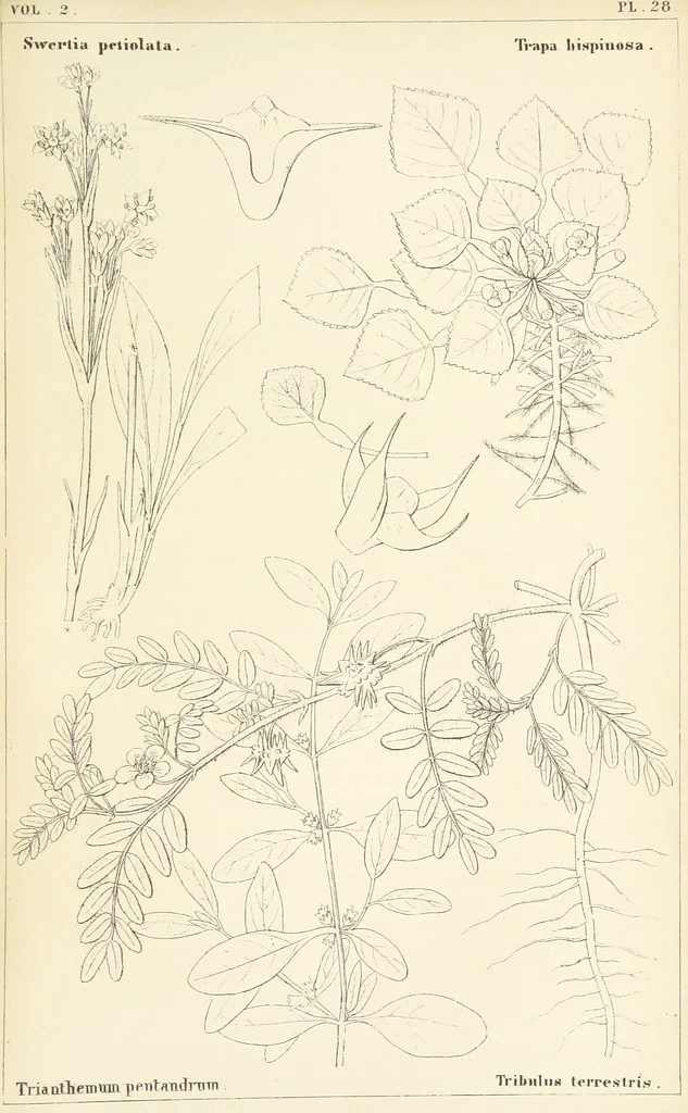An illustration from Thirty-five years in the East. Adventures, discoveries, experiments, and historical sketches, relating to the Punjab and Cashmere, 1852, leaf 709