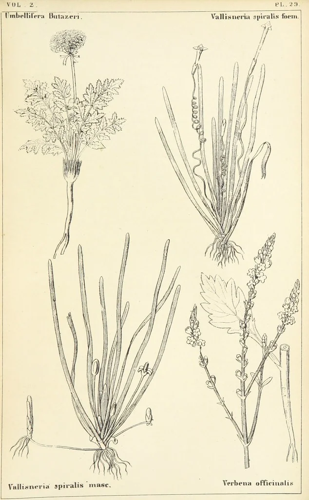 An illustration from Thirty-five years in the East. Adventures, discoveries, experiments, and historical sketches, relating to the Punjab and Cashmere, 1852, leaf 717
